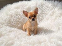 Mini Gold Color Chıhuahua