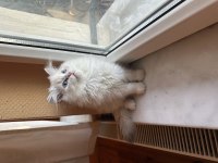 Safkan bebek british longhair