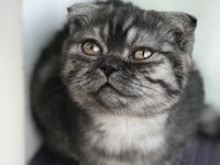 Güzel yavrumuz scottish fold