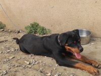 5 Aylık Erkek Rottweiler