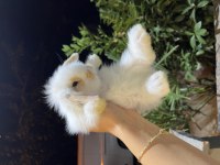 SAFKAN HOLLANDA LOP TAVŞANLAR GÖNDERİM VAR