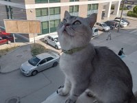 British shorthair uysal ve sakin