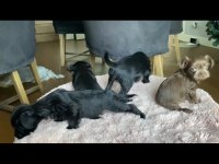 45 günlük 5 yavru yorkshire terrier