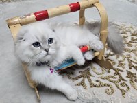 Scottish Fold blue point beyaz