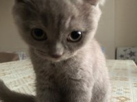 2 AYLIK TATLI VE UYSAL SCOTTİSH FOLD YAVRU KEDİ