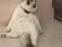 Ragdoll 4 Aylık Erkek