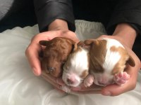 Toy poodle sağlıklı saf ırk