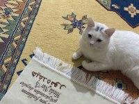 9 Aylık Erkek Kedimizi Sahiplendirme – Diyarbakır