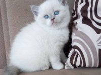british shorthair blue point yavrular
