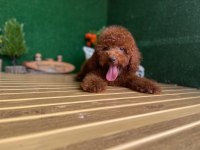 Toy Poodle Yavrularımız Referans Yavru