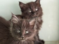 Ankaranın en seçkin sçr li maine coon yavruları