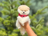 Pofuduk pomeranian yavrularımız