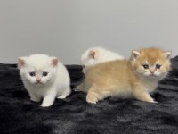 Rusya Kanı British Shorthair Bebekler