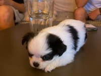 Nadir Siyah Beyaz Benekli Chihuahua Yeni Sahibini Arıyor