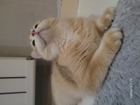 Ny12 Golden 9 aylık British Shorthair