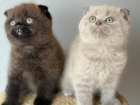 Scottish fold çikolata Point