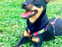 7 aylık dişi pinscher