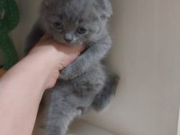 8 şubat doğumlu kedilerimiz eve gitmeye hazırlanıyor
