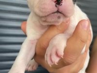 French Bulldog Yavrular , Balıkesir / Merkez