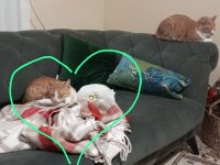 Cana yakın Behlül sokağa terk edilmiş bir ev kedisi