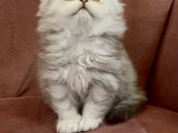 British longhair kedisi