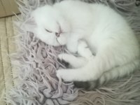 British shorthair yakışıklımız yeni yuvasını arıyor