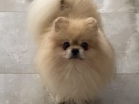 Teddy Bear Pomeranian