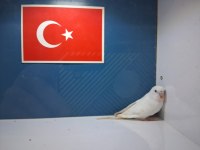 Albino muhabbet kuşu bebekler