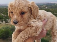 Mini boy tüy dökmez yavru maltipoo