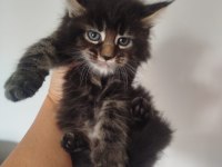 Muhteşem Avrupa tipi Maine Coon yavruları