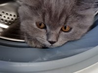 British longhair bebişim hazir