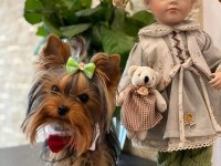 Teacup çanta köpeği