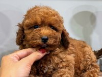 RED TOY POODLE DİŞİ