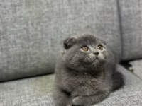 Scottish fold yeni yuvasını arıyor ayı surat yavrular