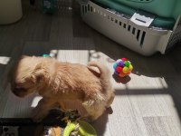 2 aylık erkek yavru pekinez köpeği