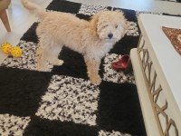 Maltese 4 Aylık Oğlumuz