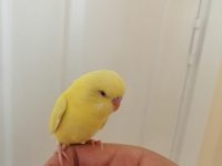 1 Aylık Yavru Dişi Muhabbet Kuşu