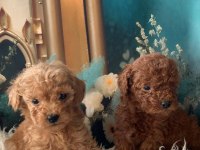 Irk Garantili Toy Poodle Yavru Köpekler