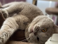 British shorthair
