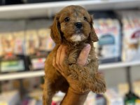 BİBLO GÜZELLİĞİNDE SAF KAN TEACUP MALTİPOO YAVRULAR 