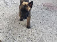A Kalite Koyu Belçika Malinois Yavruları