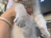 Scottish Fold Erkek Blue Point