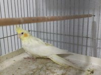 Dişi Mutasyon Pf Sultan Papağanı