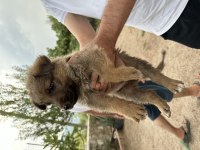 Alman kurdu yavru köpeğimiz