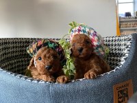 Kilo ve boy garantili poodle