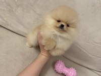 Ayıcık Surat Gerçek Pomeranian Boo Yavrular
