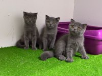 Irk Ve Sağlık Garantili Scottish Fold