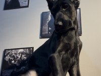 Simsiyah Egzotik Doberman Bebekler