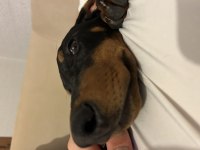 4 aylık yavru doberman