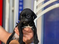 Pug mops siyah yavrular